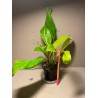 Philodendron 'Malay Gold'