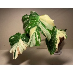 Monstera deliciosa 'Thai Constellation' (C)