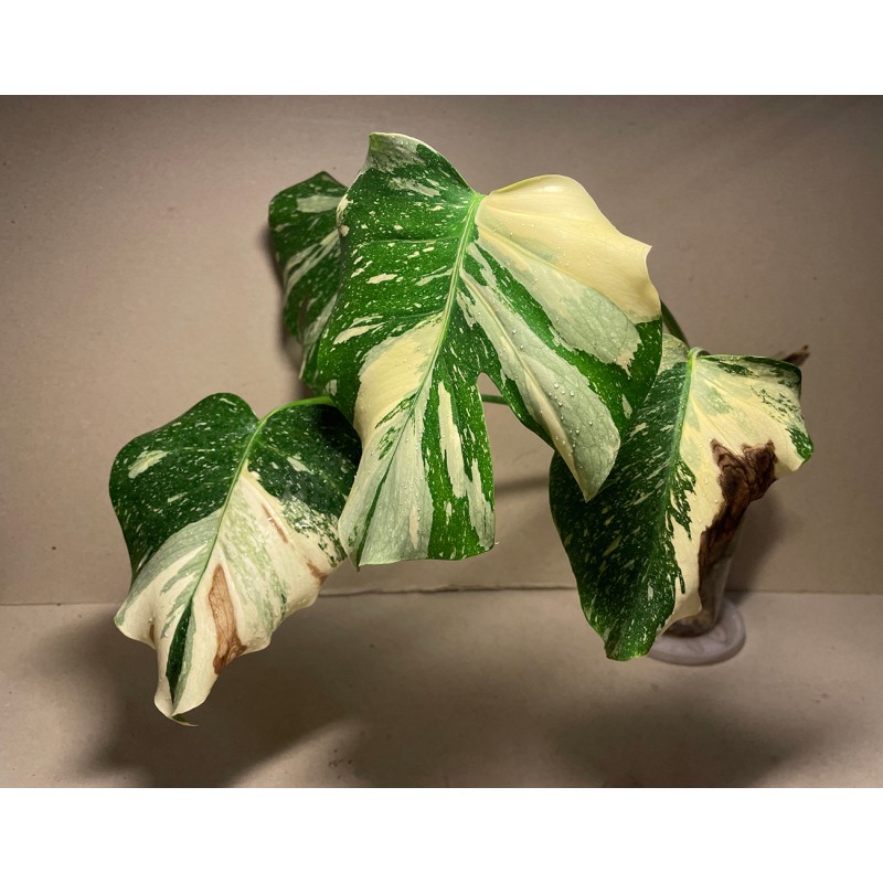 Monstera deliciosa 'Thai Constellation' (C)