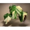 Monstera deliciosa 'Thai Constellation' (C)