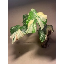 Monstera deliciosa 'Thai Constellation' (C)