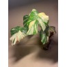Monstera deliciosa 'Thai Constellation' (C)