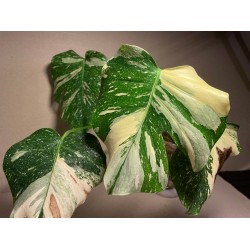 Monstera deliciosa 'Thai Constellation' (C)