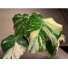 Monstera deliciosa 'Thai Constellation' (C)
