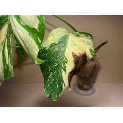 Monstera deliciosa 'Thai Constellation' (C)