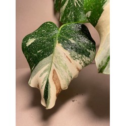 Monstera deliciosa 'Thai Constellation' (C)
