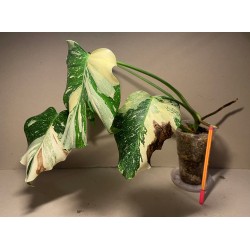 Monstera deliciosa 'Thai Constellation' (C)