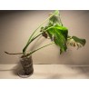 Monstera deliciosa 'Thai Constellation' (C)