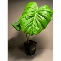 Philodendron 'Dean McDowell'