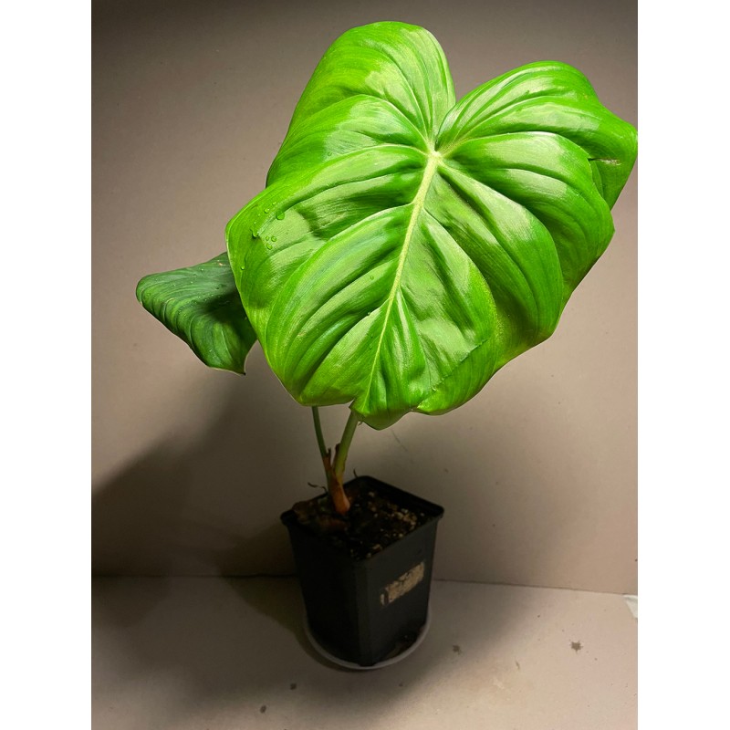 Philodendron 'Dean McDowell'