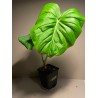 Philodendron 'Dean McDowell'