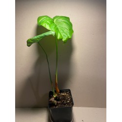 Philodendron 'Dean McDowell'