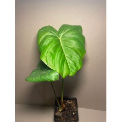 Philodendron 'Dean McDowell'