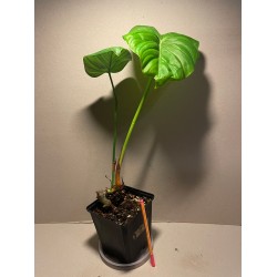 Philodendron 'Dean McDowell'