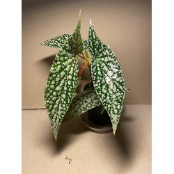 Begonia maculata 'Double Dot'. Toataimed. Taimepood.