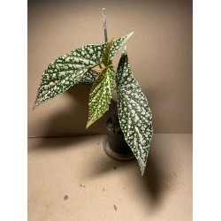Begonia maculata 'Double Dot'. Toataimed. Taimepood.