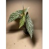Begonia maculata 'Double Dot'. Toataimed. Taimepood.