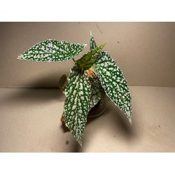 Begonia maculata 'Double Dot'. Toataimed. Taimepood.