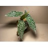 Begonia maculata 'Double Dot'. Toataimed. Taimepood.