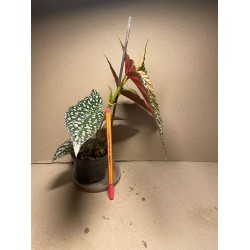 Begonia maculata 'Double Dot'. Toataimed. Taimepood.