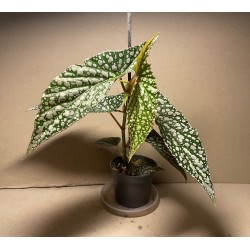 Begonia maculata 'Double Dot'. Toataimed. Taimepood.