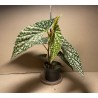 Begonia maculata 'Double Dot'. Toataimed. Taimepood.