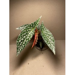 Begonia maculata 'Double Dot'. Toataimed. Taimepood.