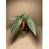 Begonia maculata 'Double Dot'. Toataimed. Taimepood.