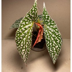 Begonia maculata 'Double Dot'. Toataimed. Taimepood.