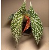 Begonia maculata 'Double Dot'. Toataimed. Taimepood.