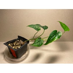 Monstera siltepecana. Toataimed. Taimepood.
