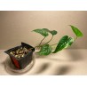Monstera siltepecana. Toataimed. Taimepood.