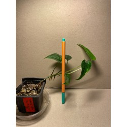 Monstera siltepecana. Toataimed. Taimepood.