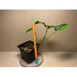 Monstera siltepecana. Toataimed. Taimepood.