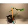Monstera siltepecana. Toataimed. Taimepood.