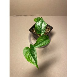 Monstera siltepecana. Toataimed. Taimepood.