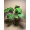 Persea americana. Toataimed. Taimepood.