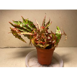 Begonia amphioxus. Toataimed. Taimepood.