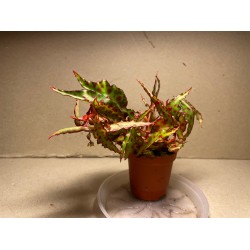 Begonia amphioxus. Toataimed. Taimepood.