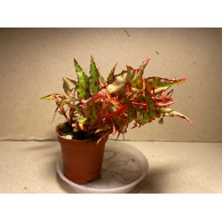 Begonia amphioxus. Toataimed. Taimepood.