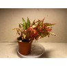 Begonia amphioxus. Toataimed. Taimepood.