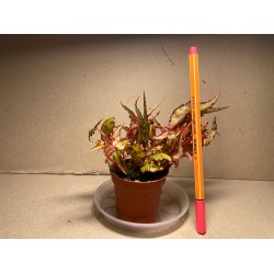 Begonia amphioxus. Toataimed. Taimepood.
