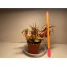 Begonia amphioxus. Toataimed. Taimepood.