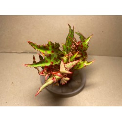 Begonia amphioxus. Toataimed. Taimepood.