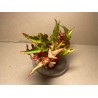 Begonia amphioxus. Toataimed. Taimepood.