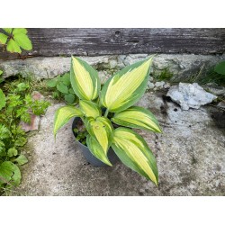 Hosta 'Catherine'