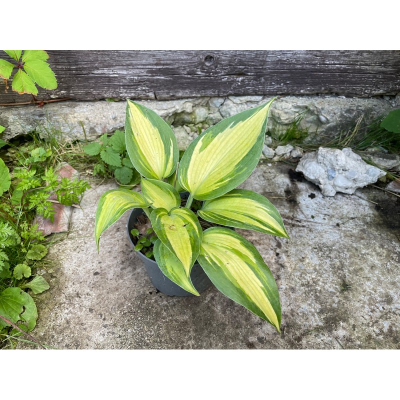 Hosta 'Catherine'