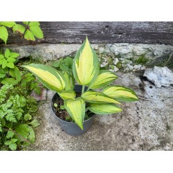 Hosta 'Catherine'