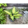 Hosta 'Catherine'