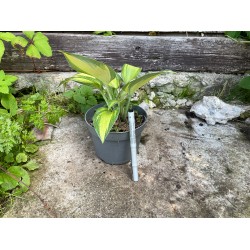 Hosta 'Catherine'